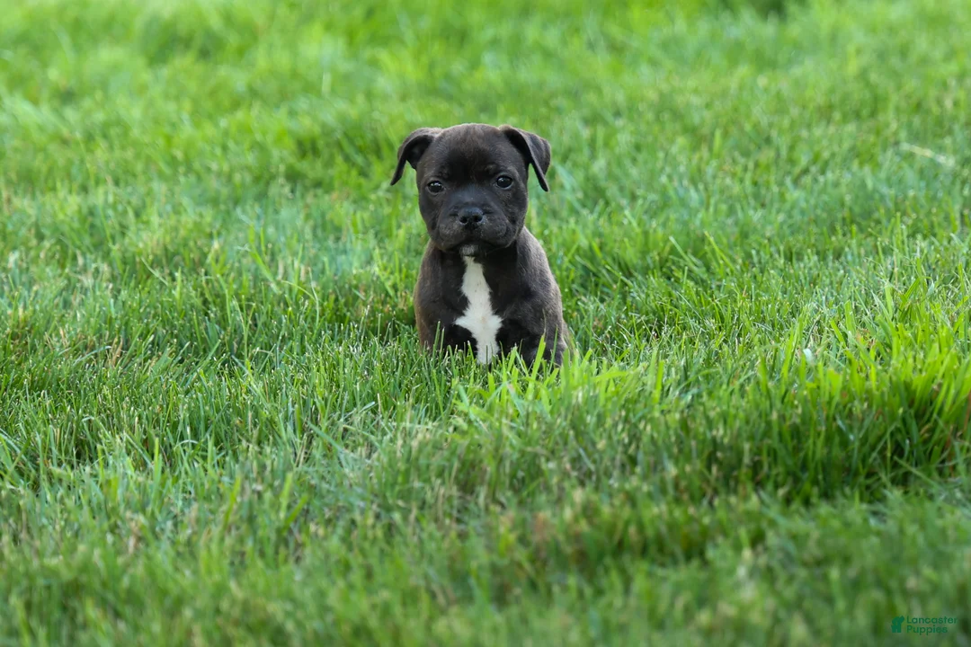 Staffordshire Bull Terrier dogs for sale: Moxie 💖 - Ad 1