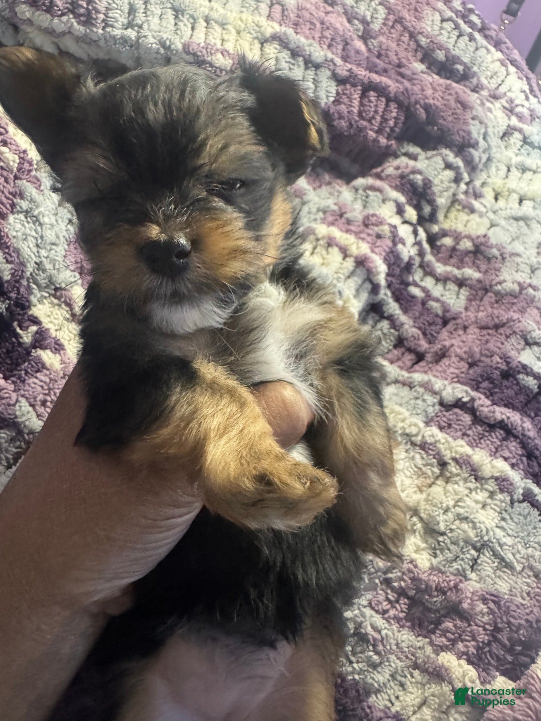 Yorkshire Terrier dogs for sale: Princess - Ad 3