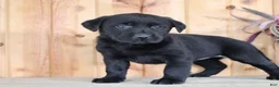 Labrador Retriever dogs for sale: Lulu - Ad 9