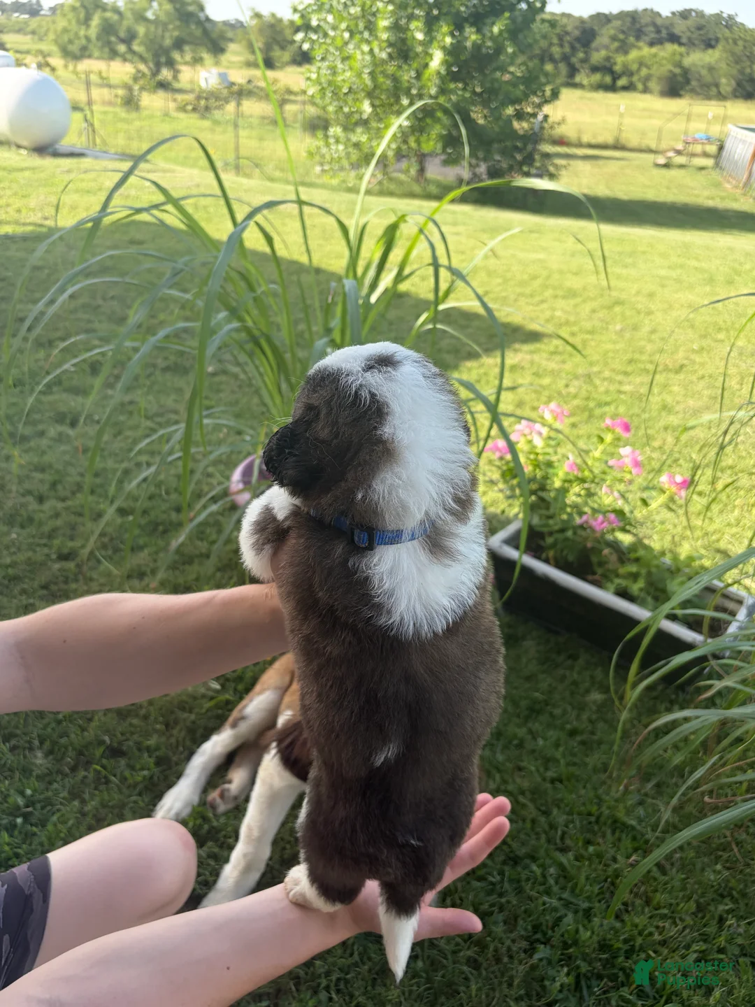 Saint Bernard dogs for sale: Akc Blue - Ad 2