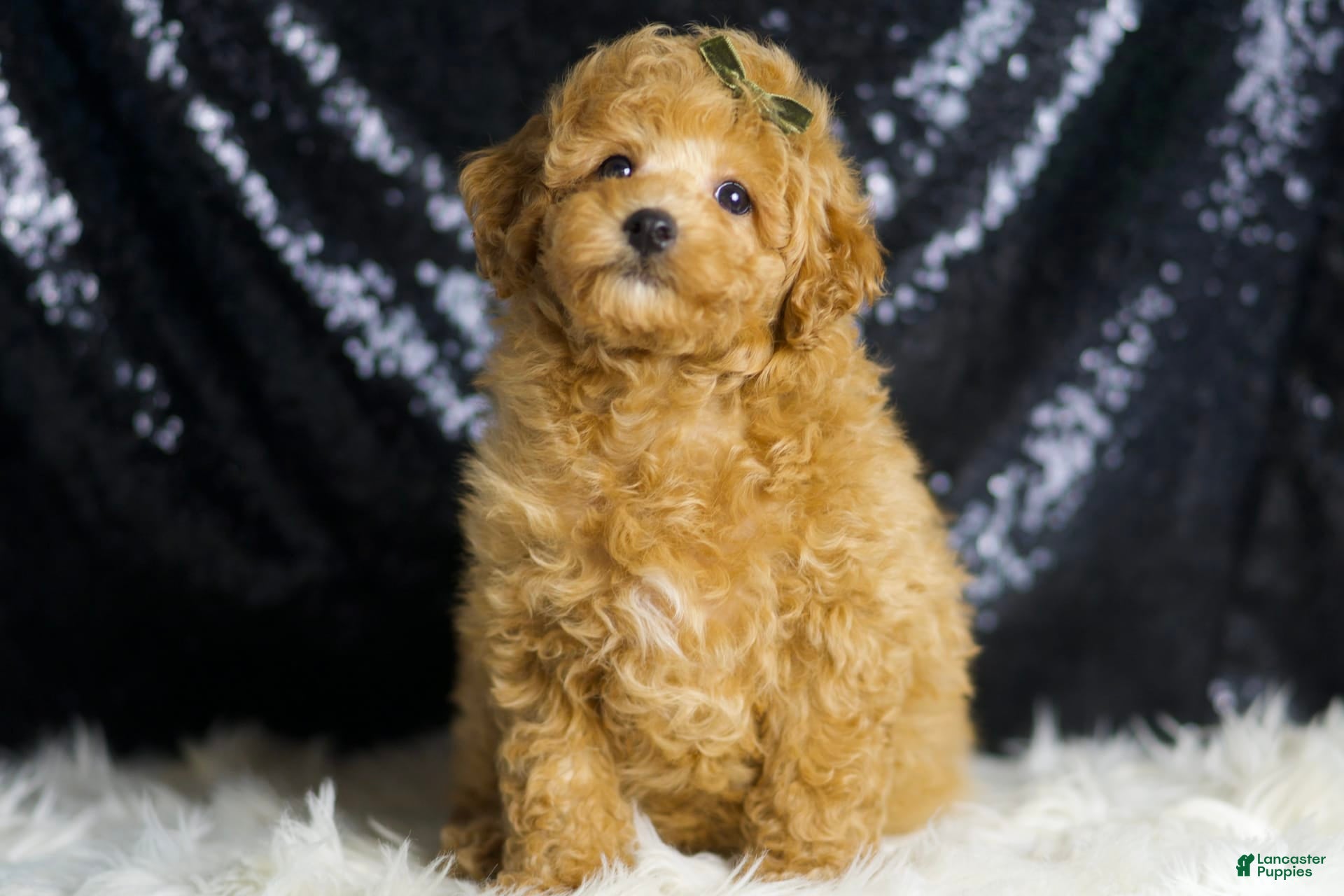 Toy Poodle dogs Mannie - Ad 2