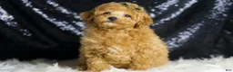 Toy Poodle dogs for sale: Mannie - Ad 2