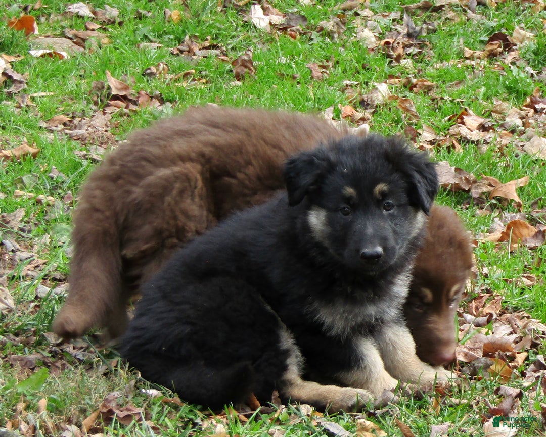 German Shepherd dogs for sale: German Shepherd Puppy 1 - Ad 3