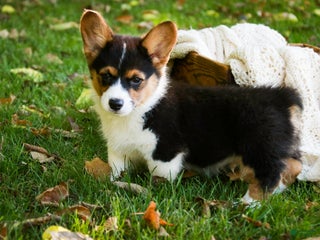 Welsh Corgi Pembroke dogs - Ad 26