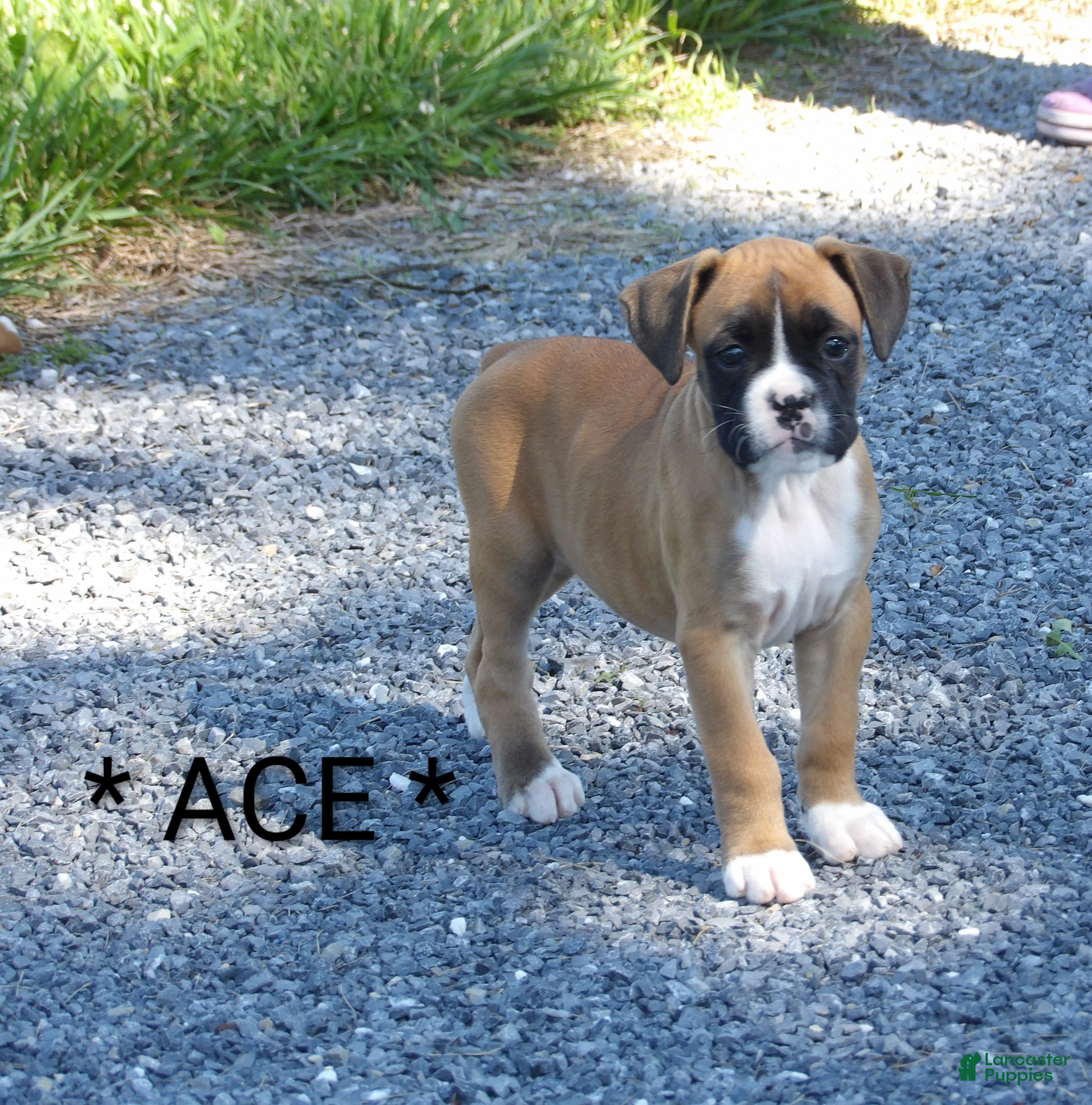 Boxer dogs Ace - Ad 4