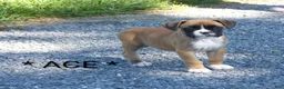 Boxer dogs for sale: Ace - Ad 1