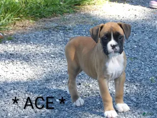 Boxer dogs Ace - Ad 41