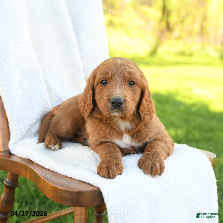 Goldendoodle dogs Cooper - Ad 2