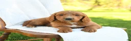 Goldendoodle dogs for sale: Cooper - Ad 2