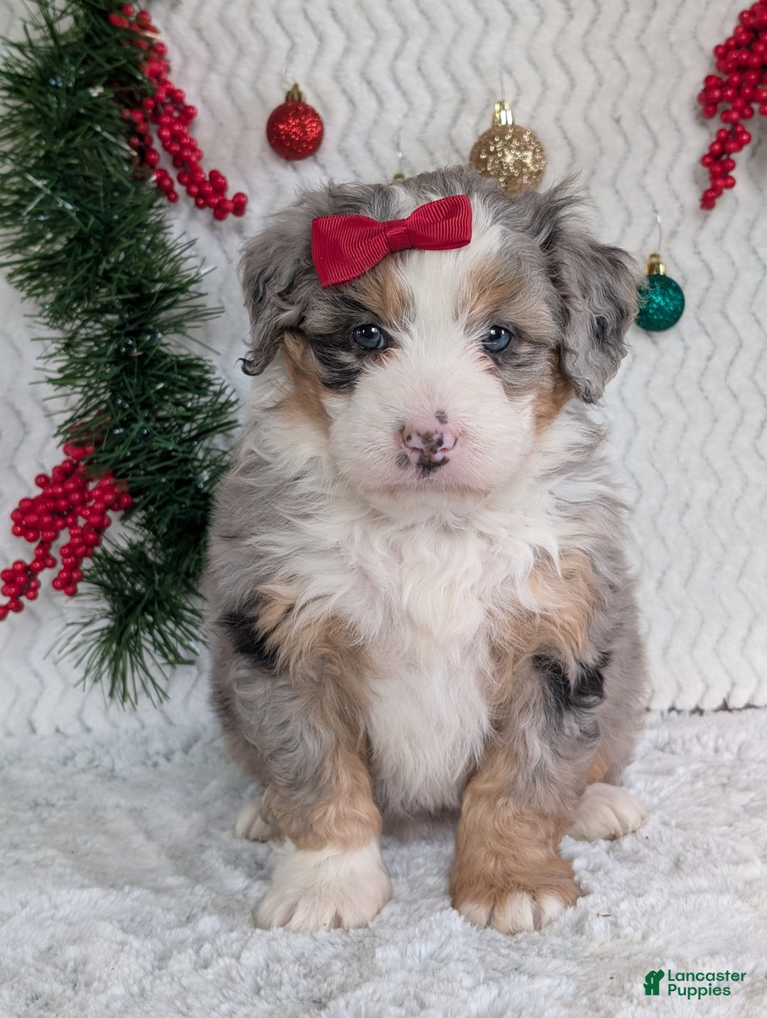 Mini Bernedoodle dogs for sale: Mini Pippa  - Ad 3