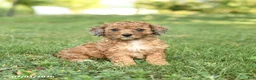 Miniature Poodle dogs for sale: Cookie - Ad 3