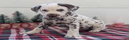 Dalmatian dogs for sale: Marshall - Ad 8