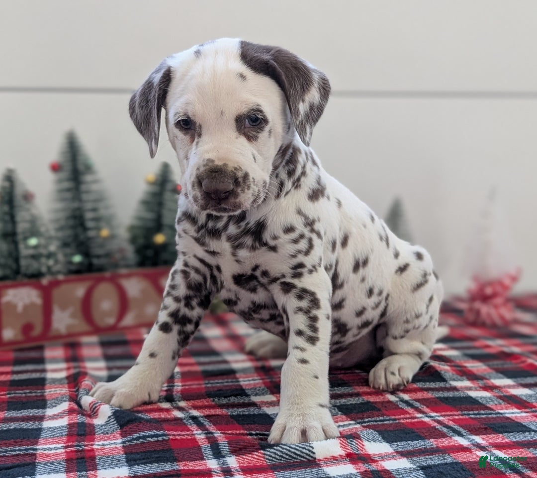 Dalmatian dogs for sale: Marshall - Ad 8