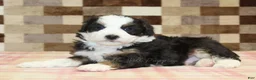 Mini Bernedoodle dogs for sale: Henry - Ad 2
