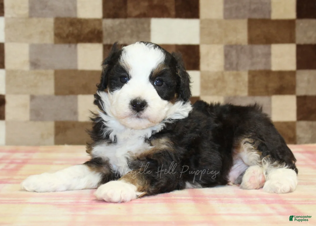 Mini Bernedoodle dogs for sale: Henry - Ad 2