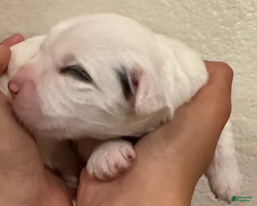 Mini Bernedoodle dogs for sale: Bandit - Ad 8