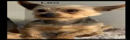 Yorkshire Terrier dogs for sale: Benji - Ad 5