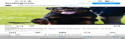 Rottweiler dogs for sale: Rottweiler Puppy 1 - Ad 2