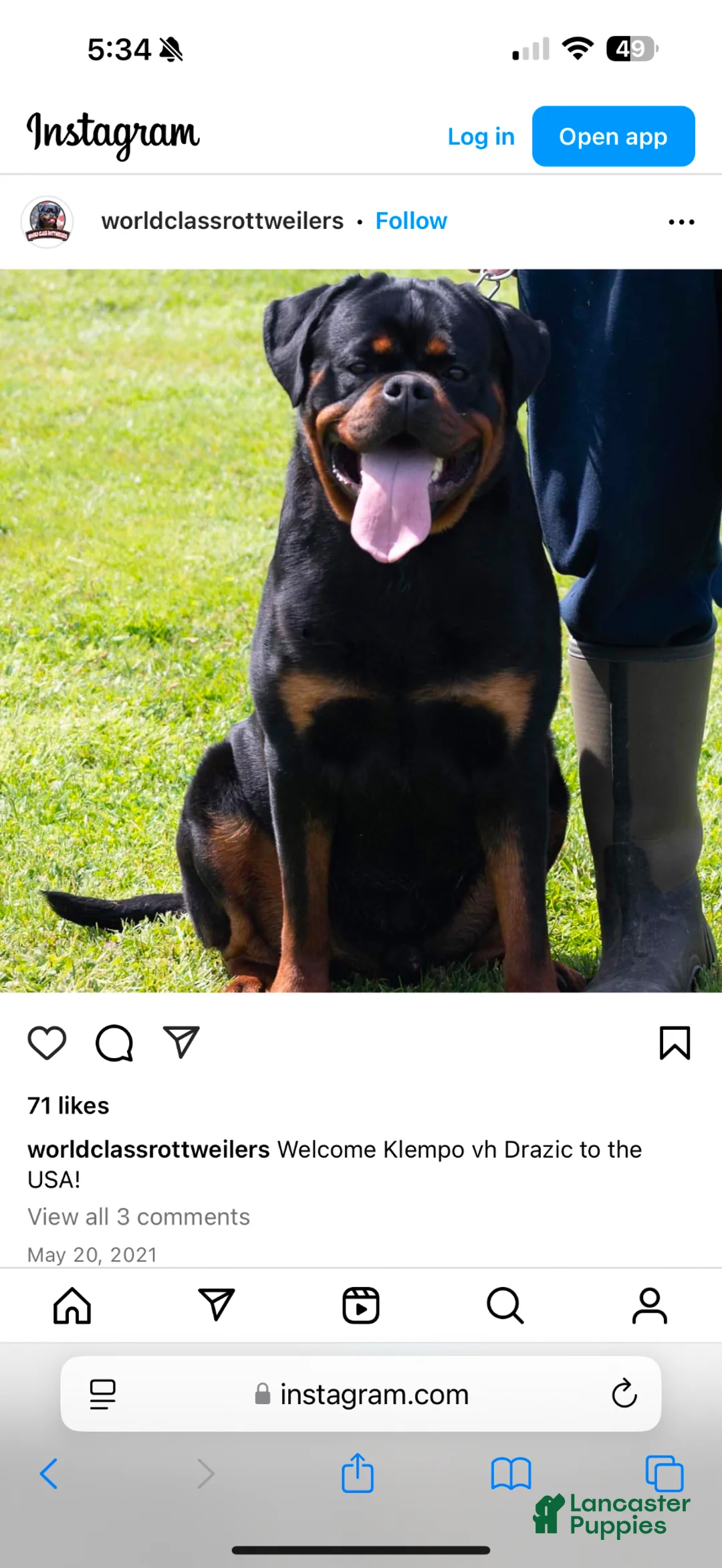 Rottweiler dogs for sale: Rottweiler Puppy 1 - Ad 2