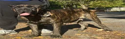 Cane Corso dogs for sale: Cane Corso 3 - Ad 3