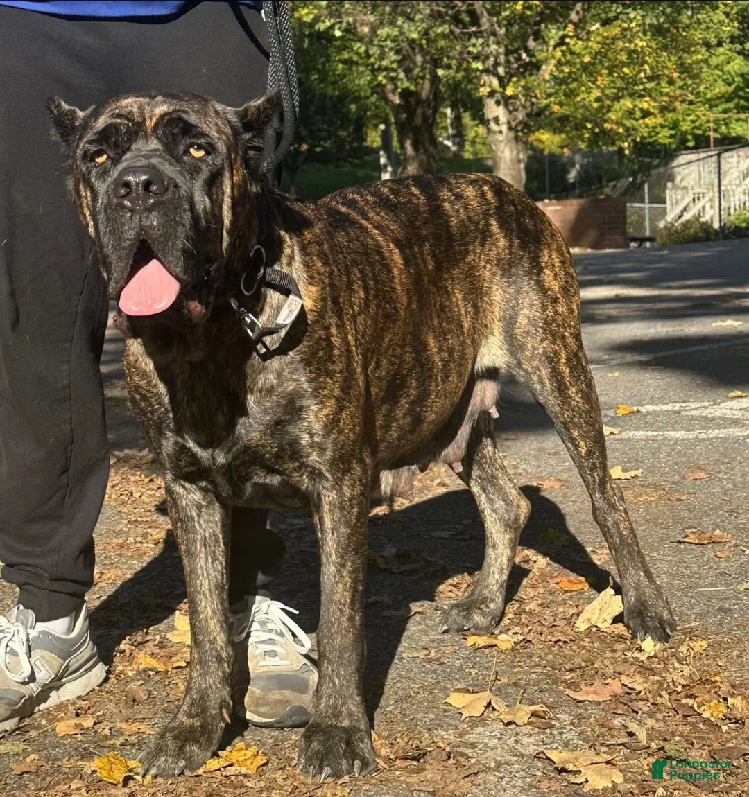 Cane Corso dogs for sale: Cane Corso 3 - Ad 3