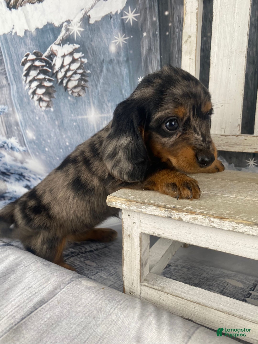 Miniature Dachshund dogs for sale: Donna - Ad 2