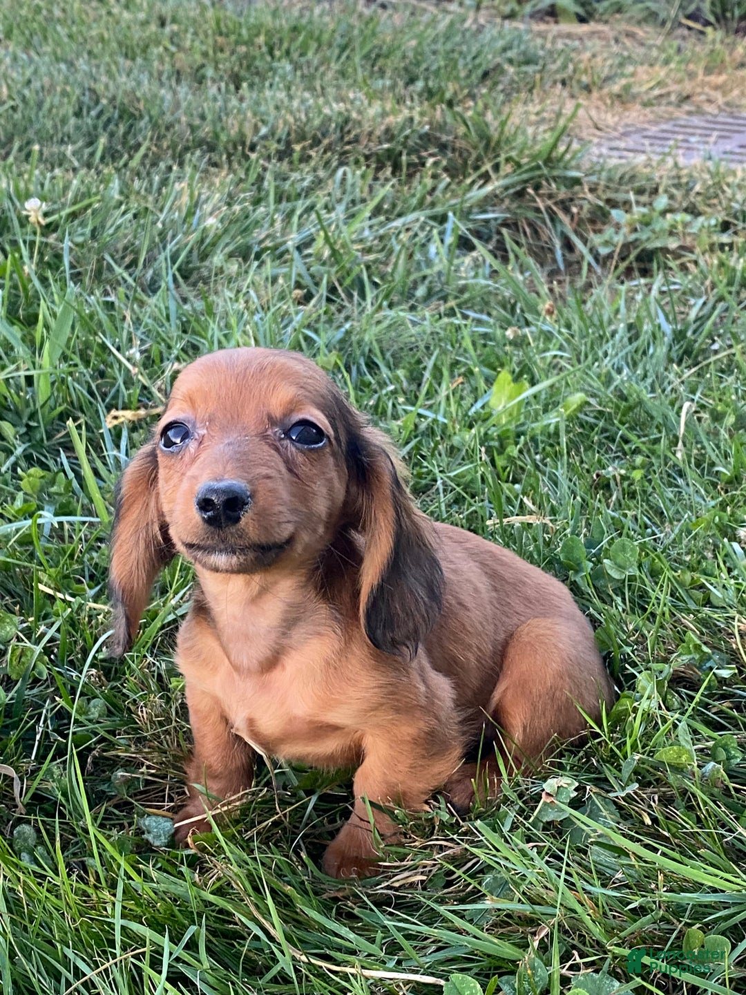 Dachshund dogs for sale: Dolly  - Ad 3