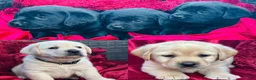 Labrador Retriever dogs for sale: Yellow Boy - Ad 5