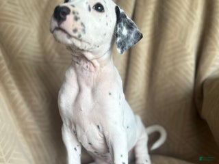 Mixed Breed dogs Georgina - Ad 32