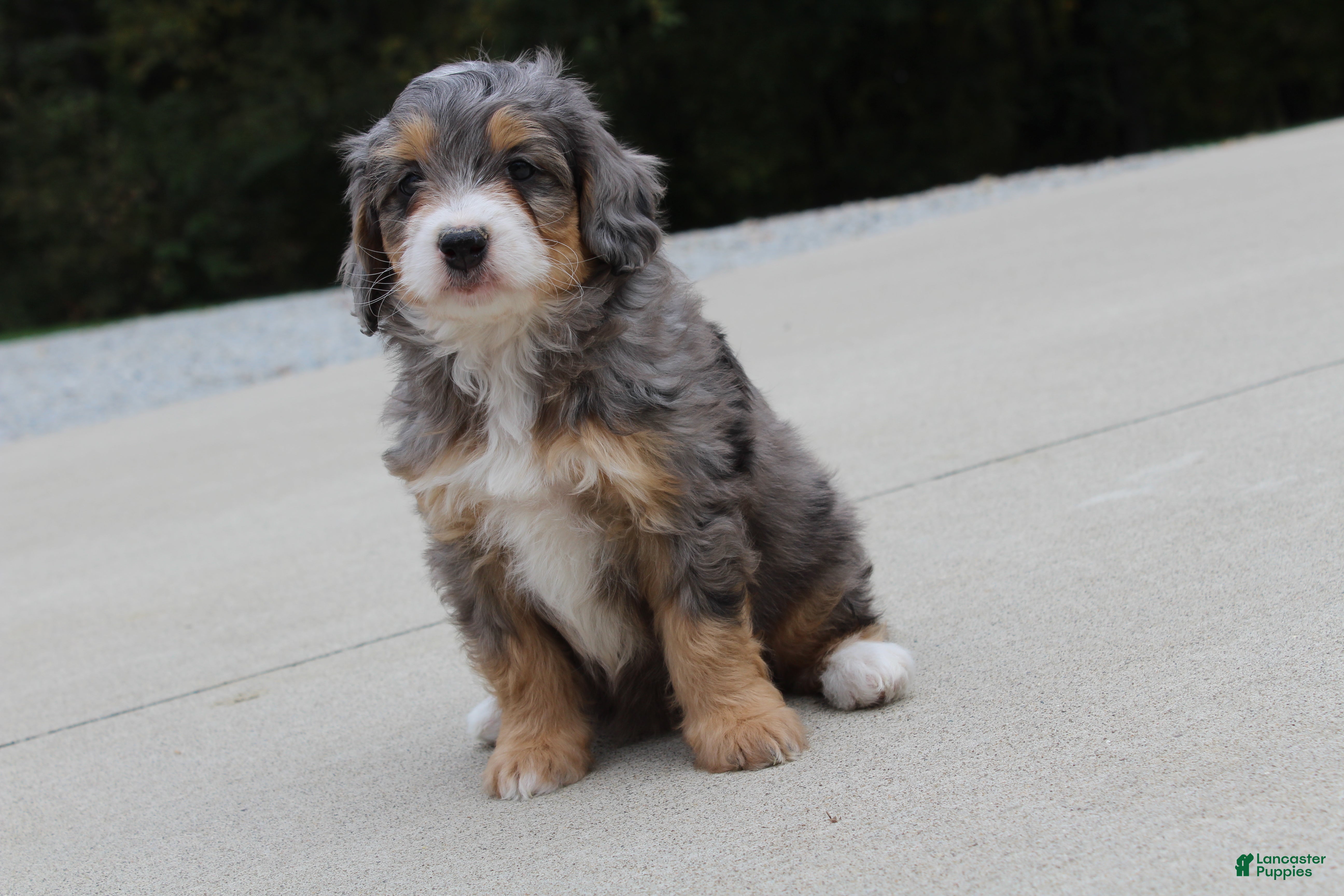Mini Bernedoodle dogs Penny  - Ad 2