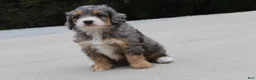 Mini Bernedoodle dogs for sale: Penny  - Ad 2