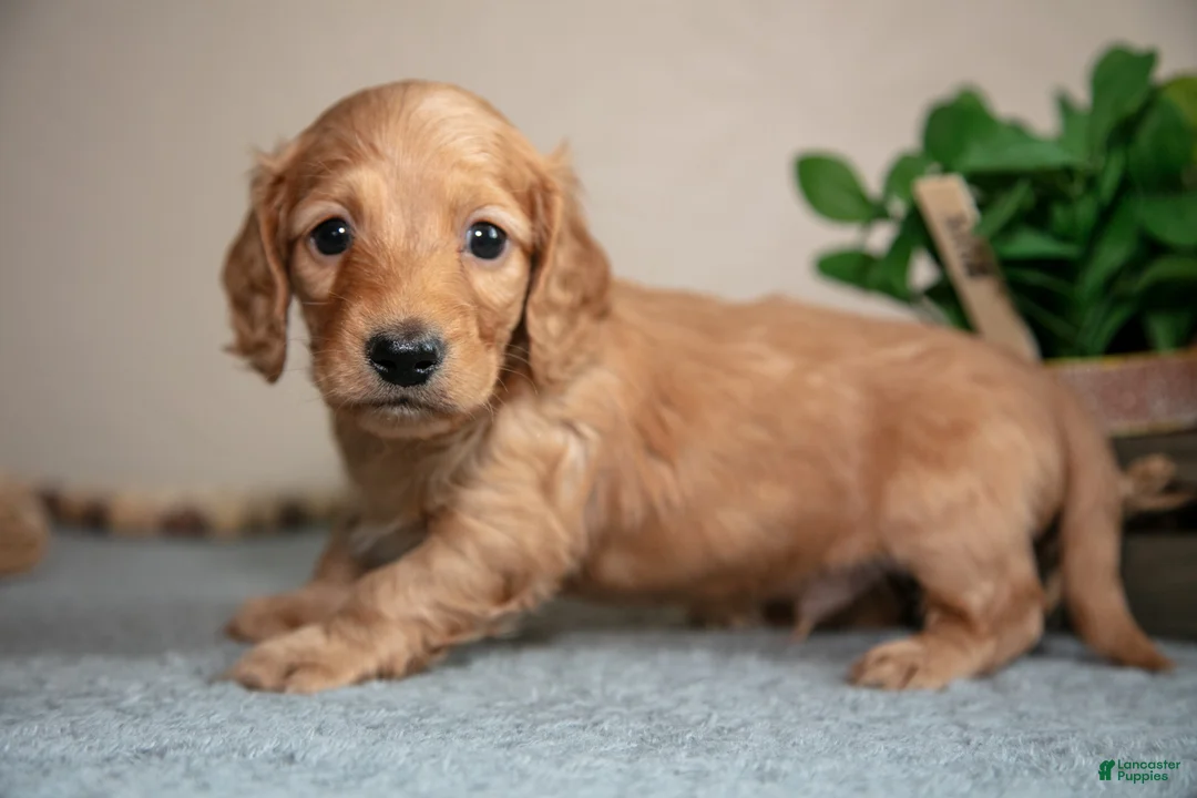 Miniature Dachshund dogs for sale: Parker - Ad 3