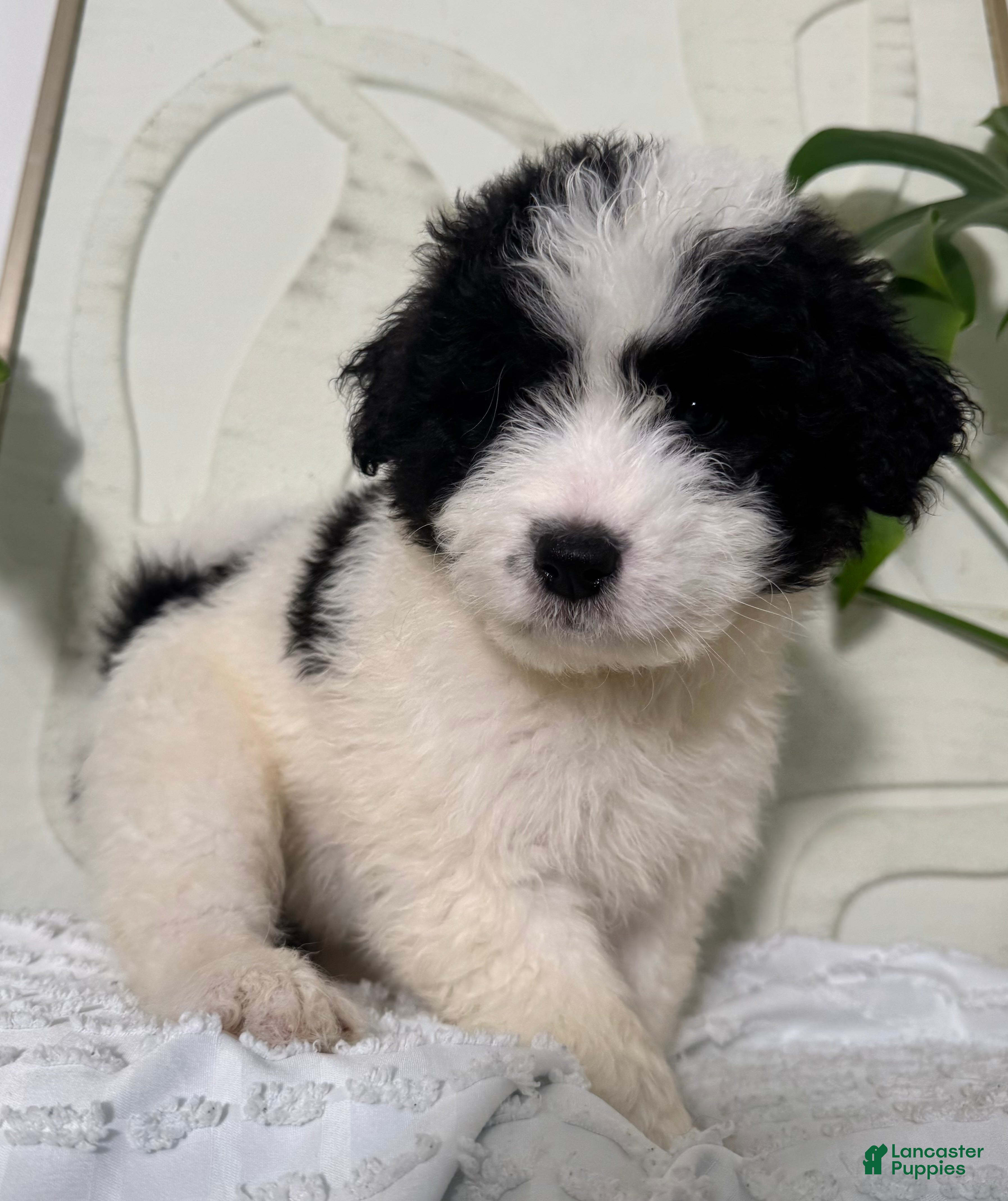 Mixed Breed dogs Mixed Breed Puppy 5 - Ad 19