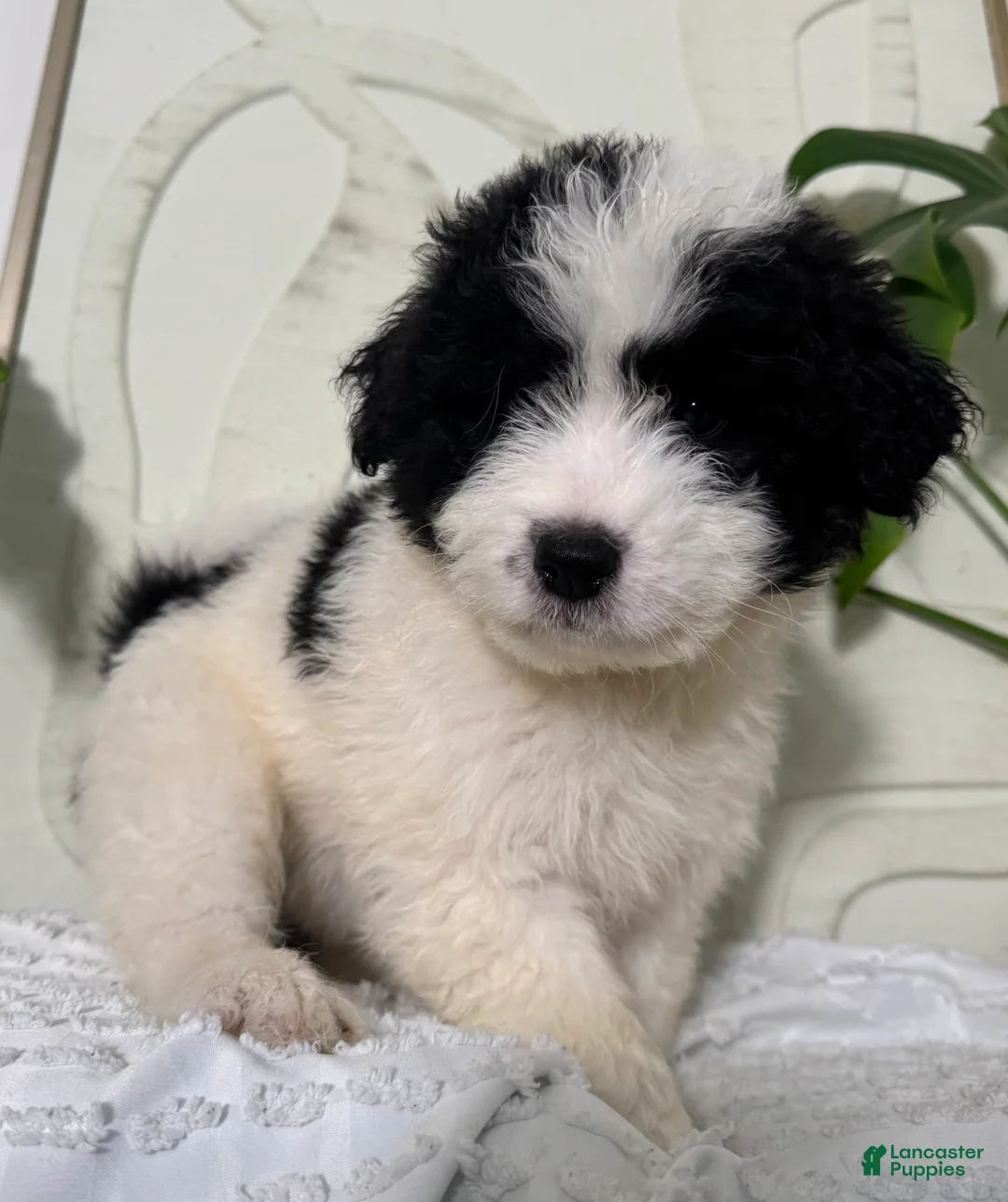 Mixed Breed dogs for sale: Mixed Breed Puppy 5 - Ad 1