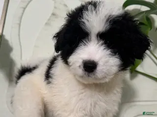 Mixed Breed dogs Mixed Breed Puppy 5 - Ad 19