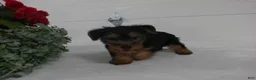Yorkshire Terrier dogs for sale: Bella - Ad 4