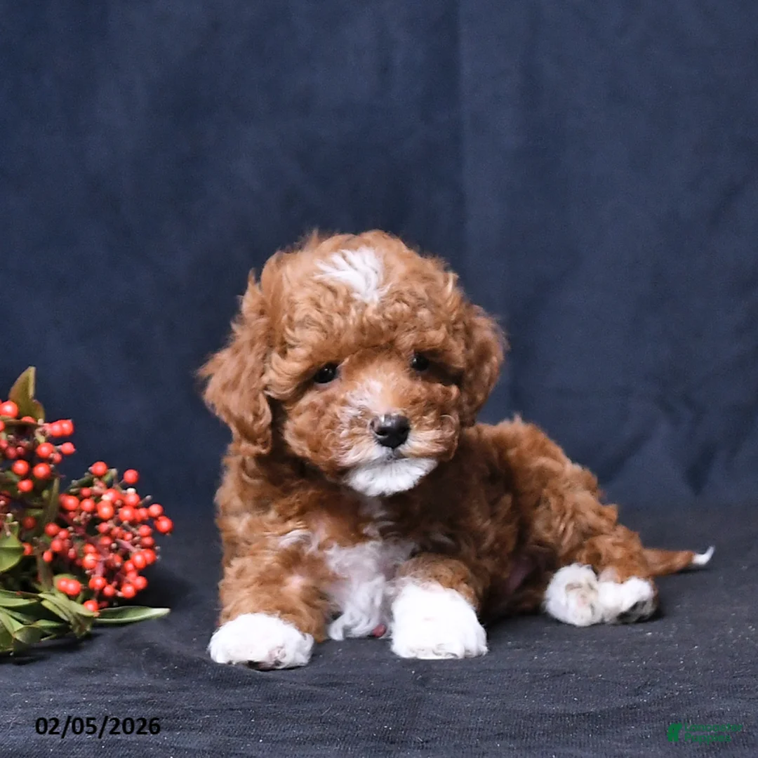 Toy Poodle dogs for sale: Rocky - Ad 4