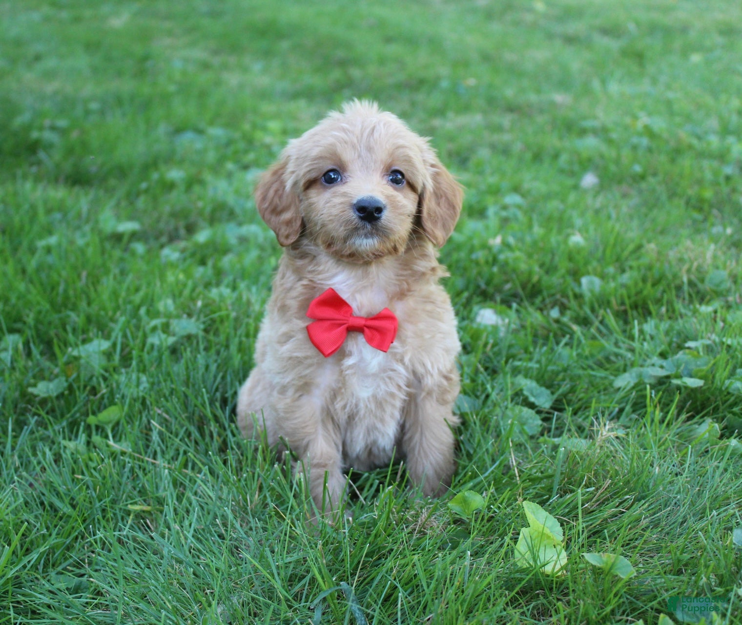 Mini Goldendoodle dogs Dewie 💎 - Ad 1
