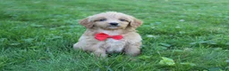 Mini Goldendoodle dogs for sale: Dewie 💎 - Ad 6