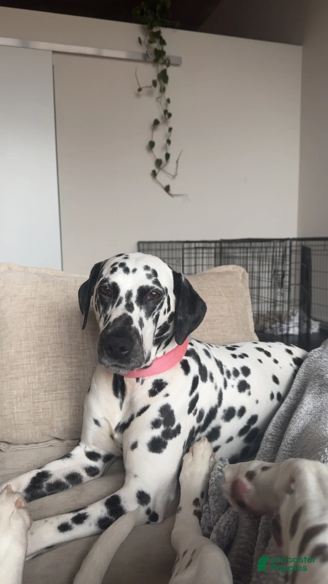 Dalmatian dogs for sale: Dalmatian Puppy 1 - Ad 2