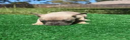 French Bulldog dogs for sale: French Bulldog 3 - Ad 3