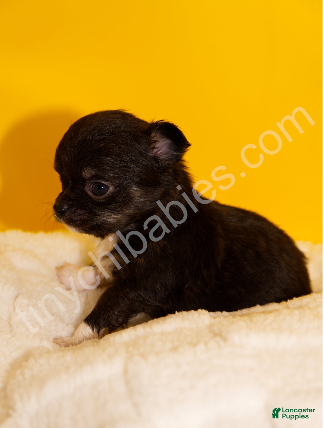 Chihuahua dogs for sale: Charlie - Ad 4