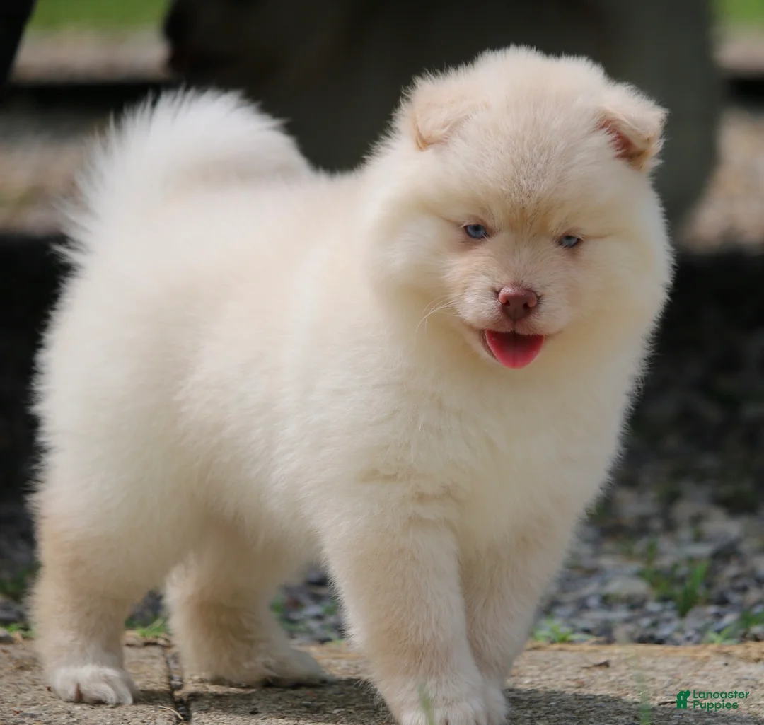 Pomsky dogs for sale: Cotton - Ad 2