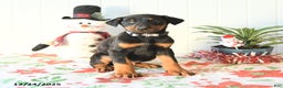 Doberman Pinscher dogs for sale: Brody - Ad 3