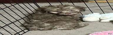 Shihpoo 1 (Shih Tzu / Poodle)
