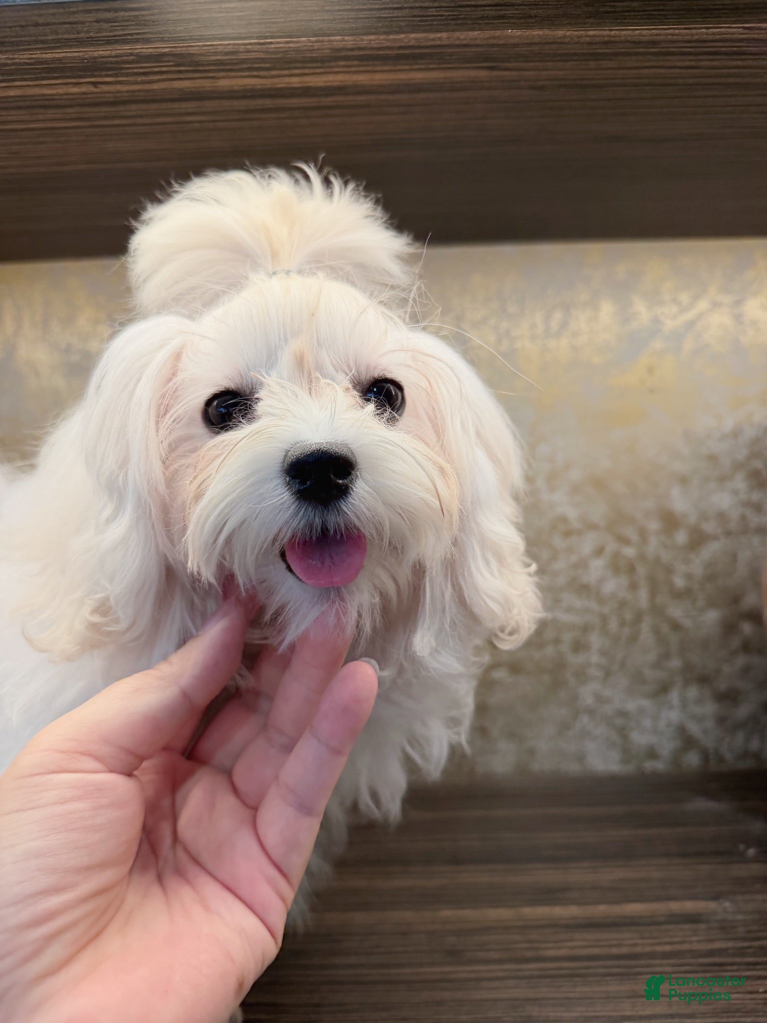 Maltipoo dogs Lunar - Ad 1