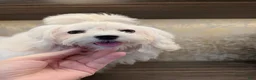 Maltipoo dogs for sale: Lunar - Ad 1