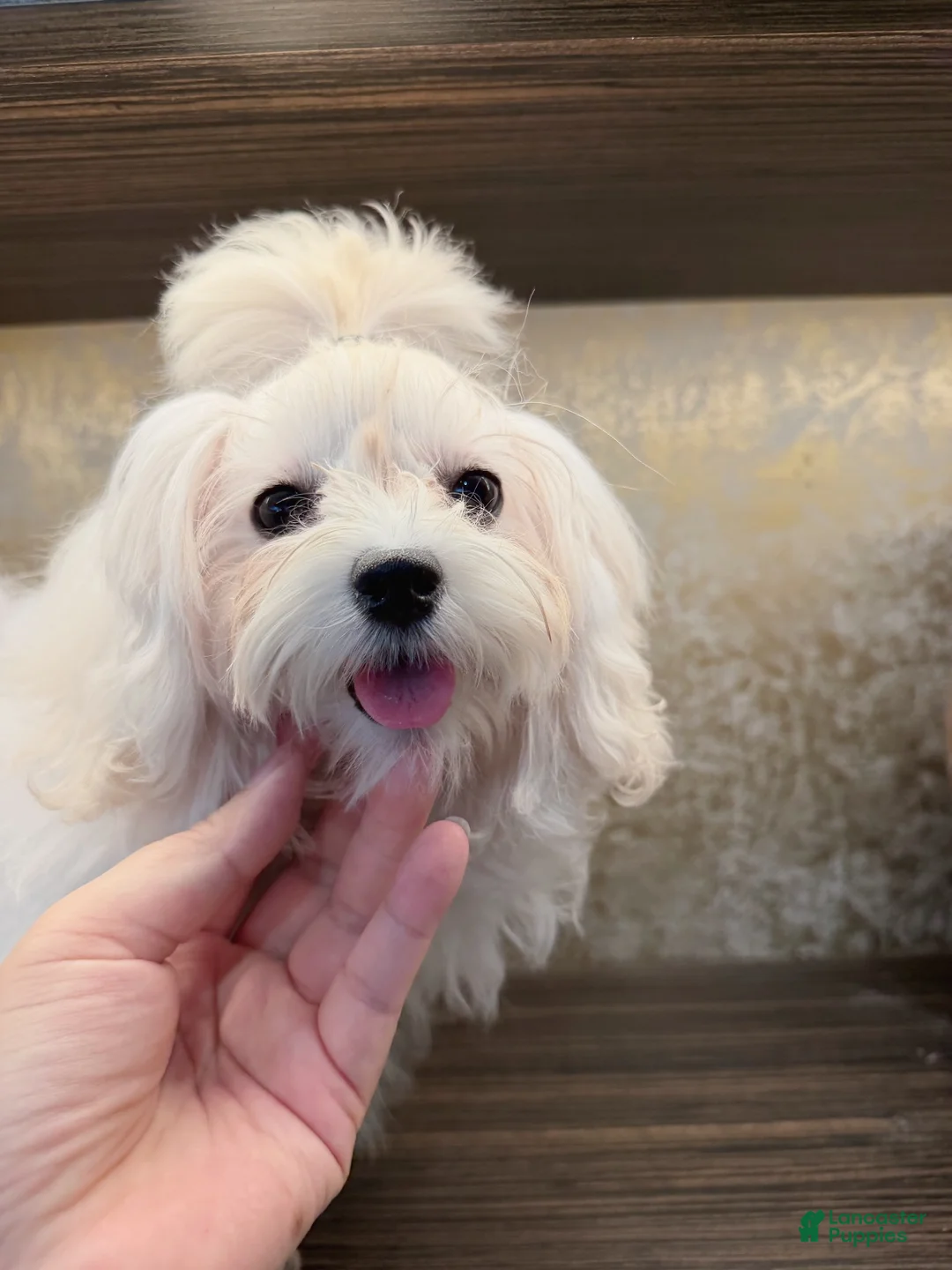 Maltipoo dogs for sale: Lunar - Ad 1