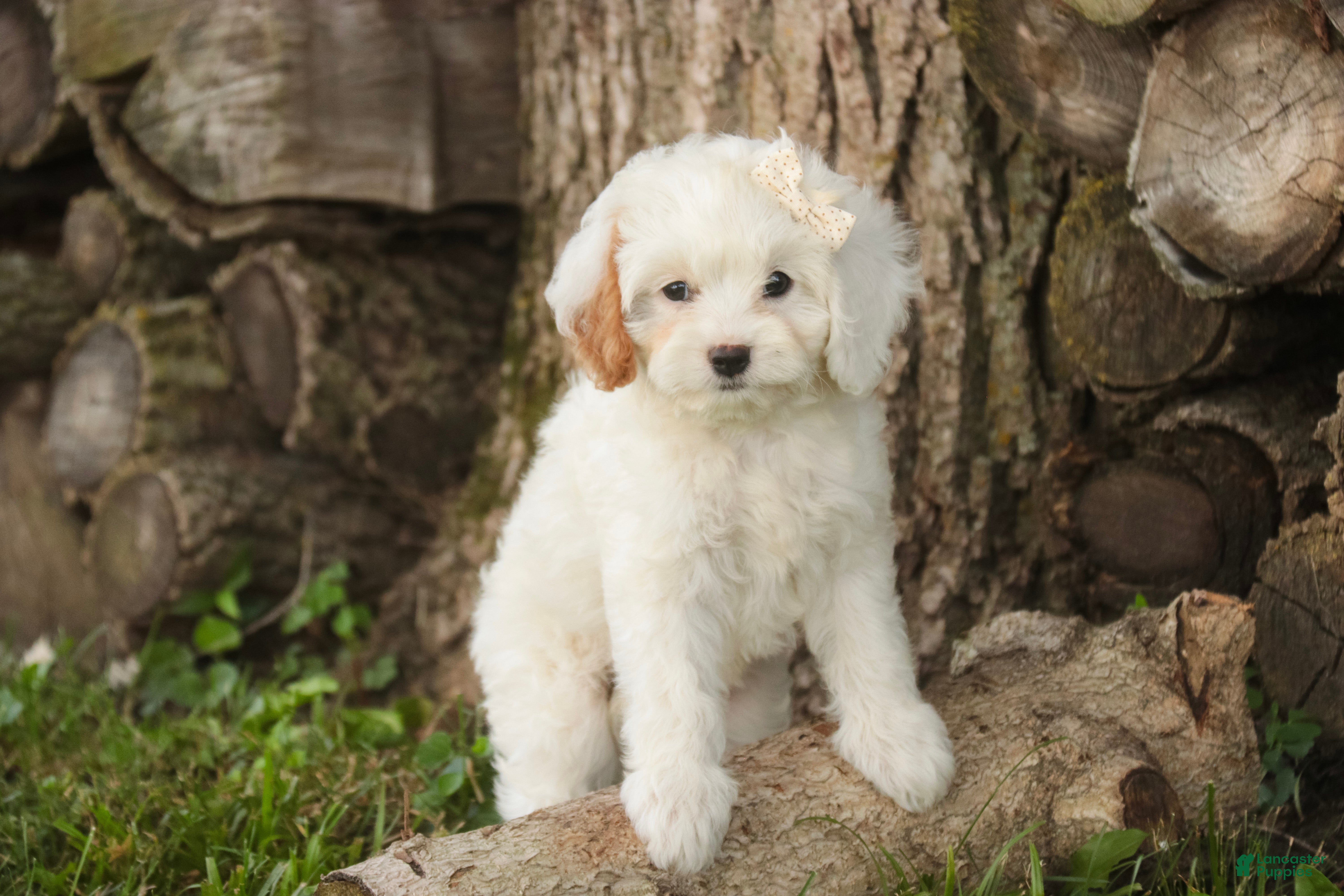 Mixed Breed dogs Thumbelina Munchkin Bernedoodle - Ad 2