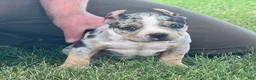 American Bully dogs for sale: Havoc - Ad 7
